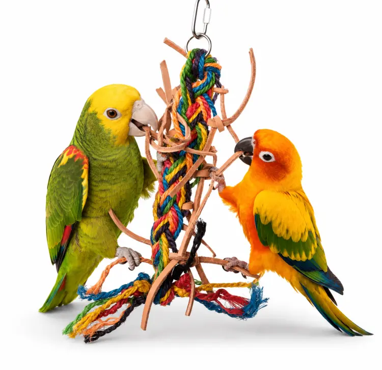 Supełek z Pętelką - zabawka dla papug M od ParrotPlanet.pl