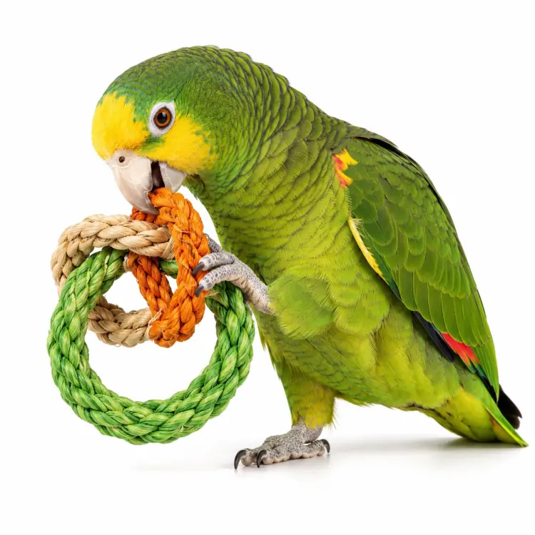 Kroužky k okusování – přírodní hračka pro papoušky od ParrotPlanet.cz