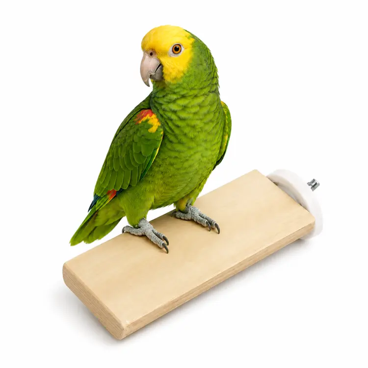 Ploché bidýlko z jávského dřeva pro papoušky – velikost M 20 cm od ParrotPlanet.cz
