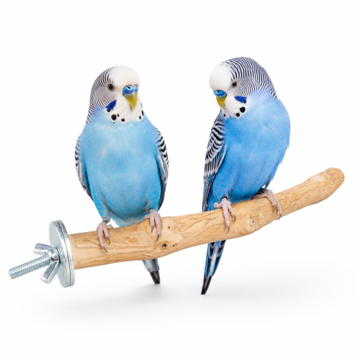 Java bidýlko S pro papoušky – přírodní kávovníkové dřevo, 20 cm, Ø cca 2 cm ParrotPlanet.cz