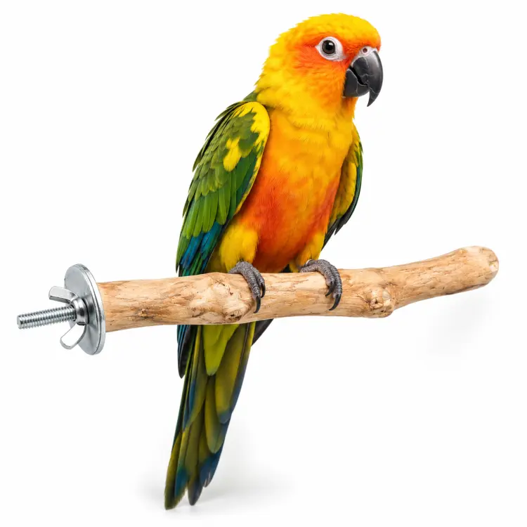 Java bidýlko M pro papoušky – přírodní kávovníkové dřevo, 30 cm, Ø cca 3 cm ParrotPlanet.cz