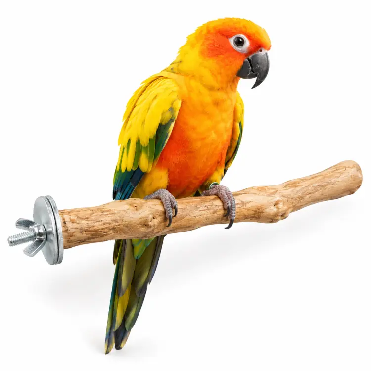 Java bidýlko M pro papoušky – přírodní kávovníkové dřevo, 30 cm, Ø cca 3 cm ParrotPlanet.cz