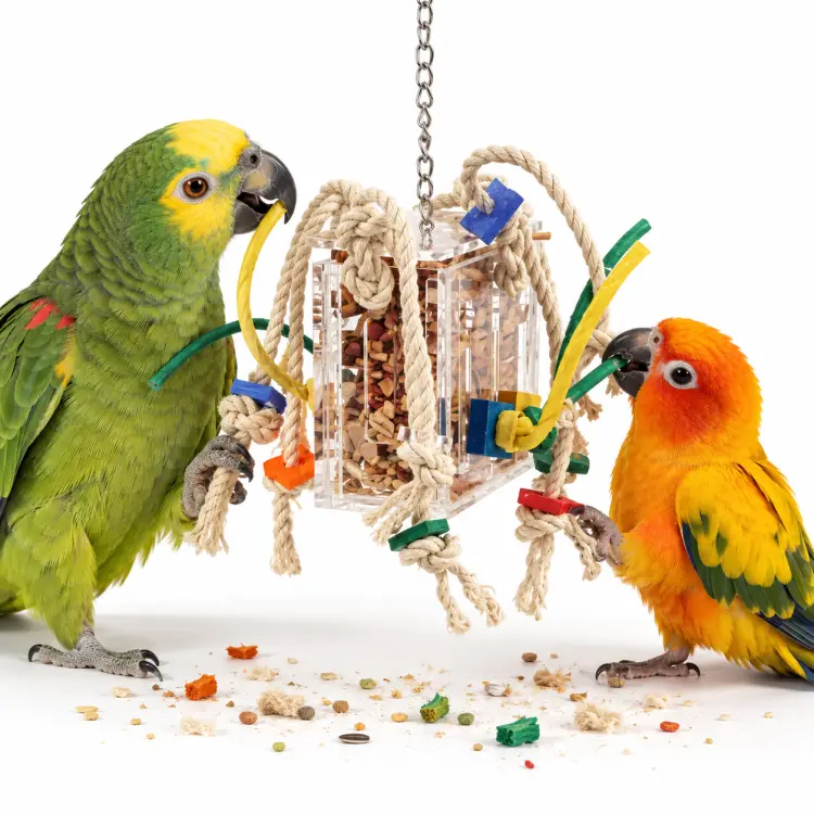 Crazy Acrylic Box S – Opakovaně Použitelná Foragingová Hračka pro Korely a Menší Papoušky od ParrotPlanet.cz