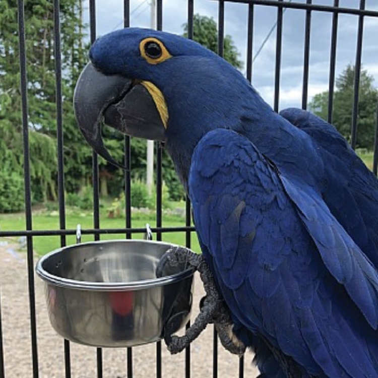 Nerezová kovová miska XL závěsná – 1,8 litru od ParrotPlanet.cz