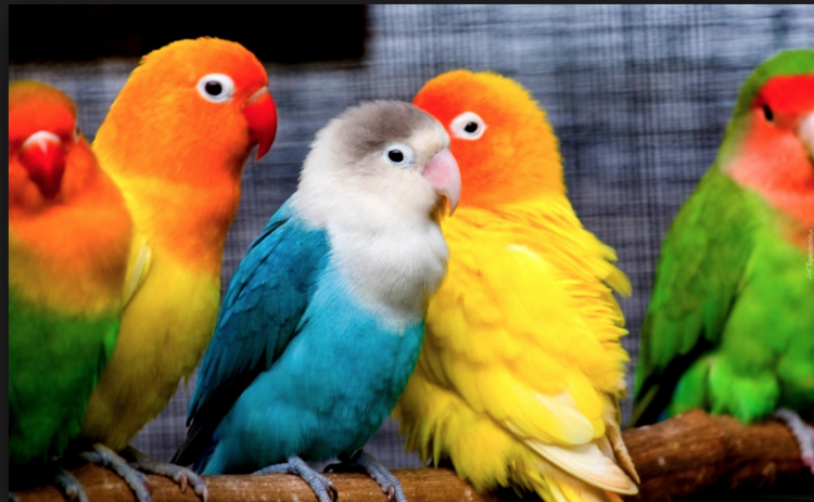 Přírodní bidélko s kůrou 1 m, velikost XS – bez upevnění, pro malé papoušky od ParrotPlanet.cz