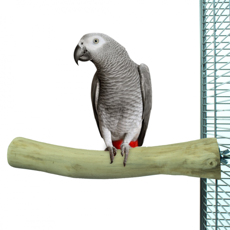 JAVA L – Rovná tyč pro střední a velké papoušky (amazona, žako)  od ParrotPlanet.cz