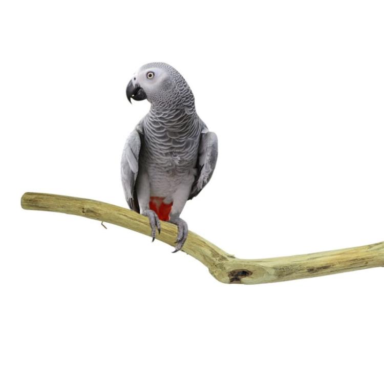 Přírodní tyč z teakového dřeva pro všechny papoušky 100 cm, průměr od 2,5 do 5 cm od ParrotPlanet.cz