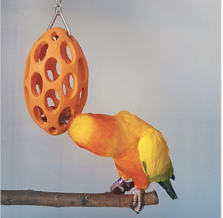 Ořechový Trezor  II – gumový míček pro střední a velké papoušky od ParrotPlanet.cz