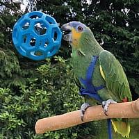 Ořechový trezor  - gumový míček se zvonkem - pro střední a velké papoušky od ParrotPlanet.cz