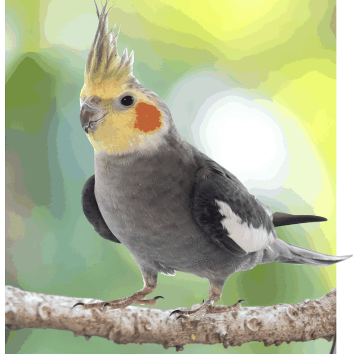 Nagietkowy Paluch – pro všechny papoušky od  ParrotPlanet.cz