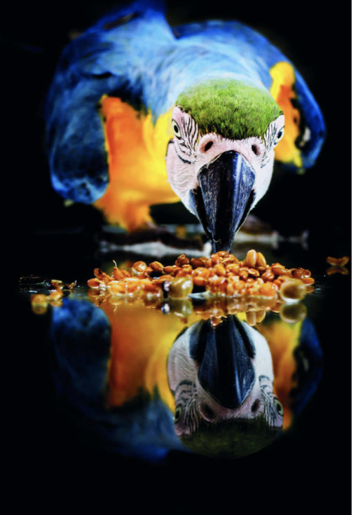 Claus Keimfutter – přírodní klíčky pro velké papoušky 370 ml od ParrotPlanet.cz