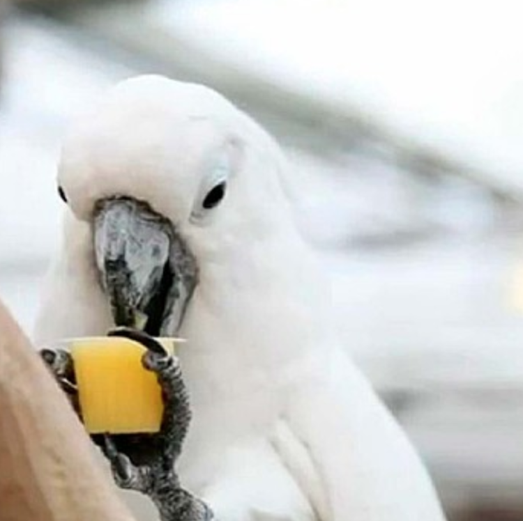 Želé pro papoušky s příchutí BaNaNa, 6 ks od ParrotPlanet.cz