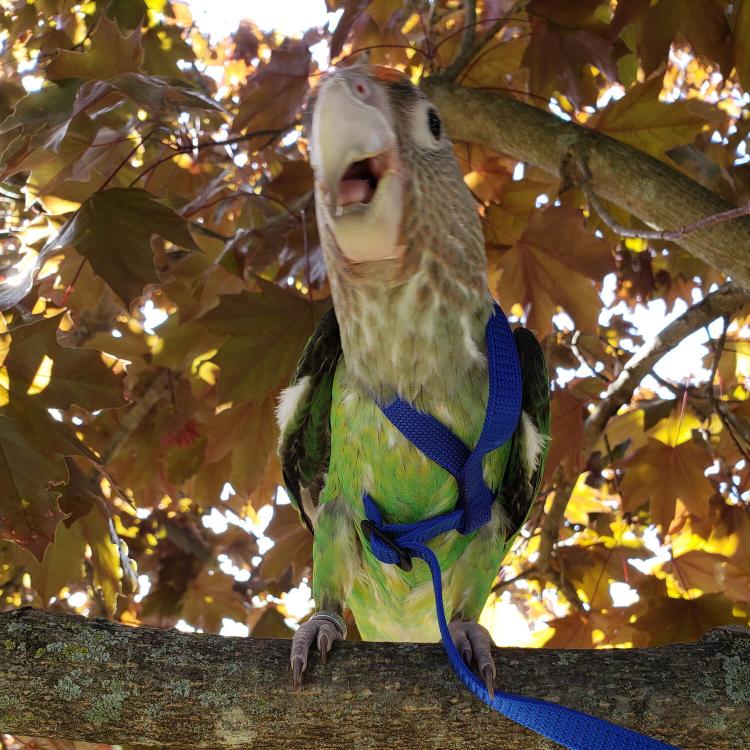 Popruhy pro papoušky Aviator XXS černé od ParrotPlanet.cz