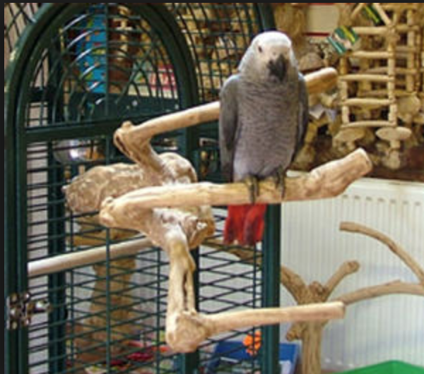 Tyč JAVA větev L pro velké papoušky od ParrotPlanet.cz