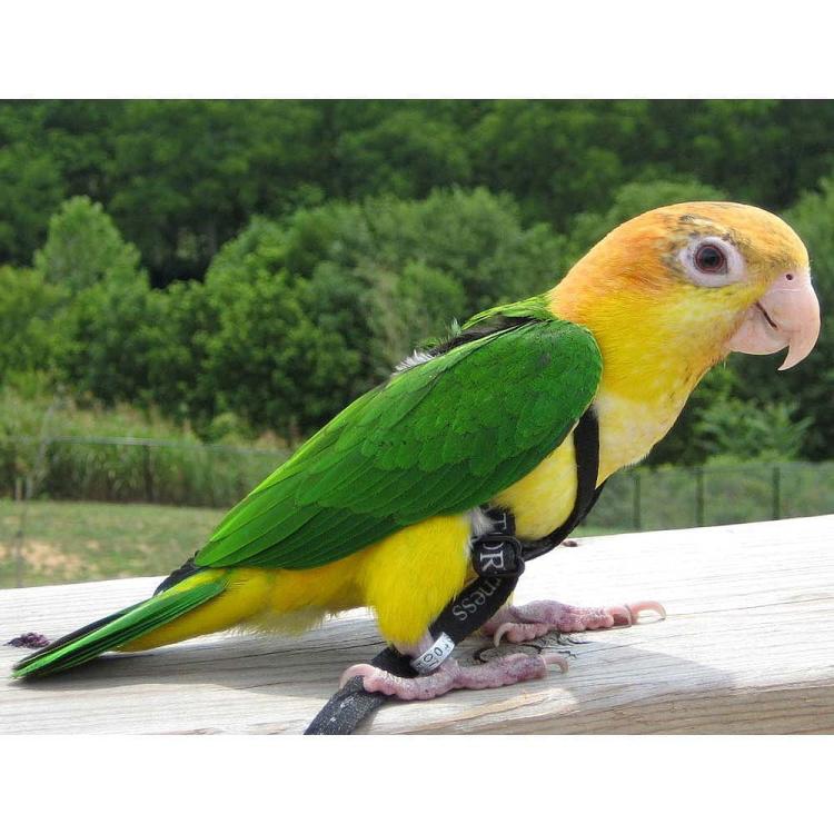 Postroje pro papoušky Aviator M Modré od ParrotPlanet.cz