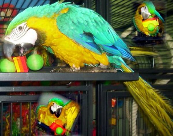 Činka – hračka do zobáku pro střední a velké papoušky od ParrotPlanet.cz